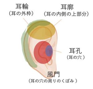 耳占いの部位